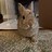 Mochibunny