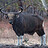 banteng999