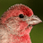 cosytallfinch