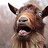 Largoat