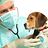 veterinar