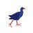 pukeko_ranch